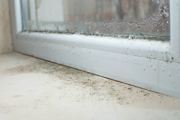 Best Mold Damage Restoration  in La Mirada, CA